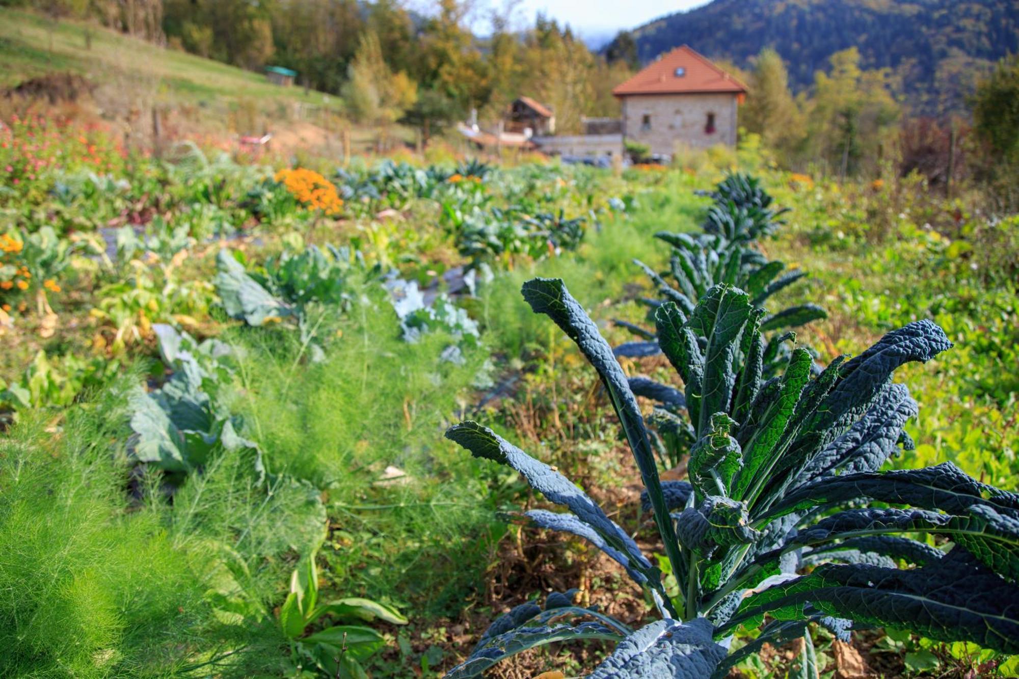 Agriturismo Fattoria Ortoalpino Trichiana Екстер'єр фото